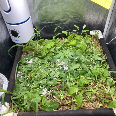 Kosher Cookies growlog timeline photo