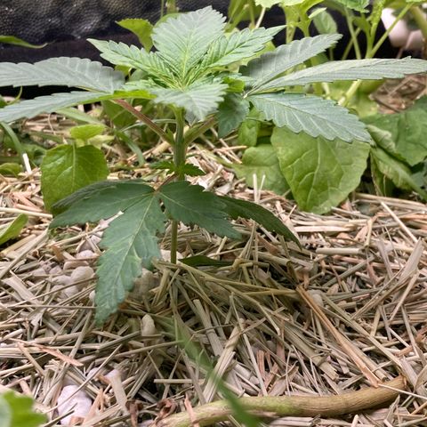 Kosher Cookies growlog photo: Feito chá de canela e pulverizado na cama de cultivo para manter os mosquitinhos afastados do solo.
Subi o PPFD para 350 e diminui à umidade de 75% para 65%, fiz o reposicionamento das armadilhas para próximo do solo.