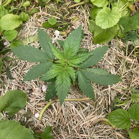 Kosher Cookies growlog photo: Feito chá de canela e pulverizado na cama de cultivo para manter os mosquitinhos afastados do solo.
Subi o PPFD para 350 e diminui à umidade de 75% para 65%, fiz o reposicionamento das armadilhas para próximo do solo.