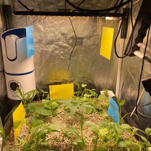 Kosher Cookies growlog photo: Verifiquei que em uma das armadilhas estava um mosquitinho preso e vi mais uns 2 ou 3 no canto da parede da cama andando sobre a forragem e parede, mas a cola não estava segurando.
Como prevenção comprei novas armadilhas amarelas e azuis.
Fiz o reposicionamento das armadilhas para próximo do solo e também pendurei próximo ao LED.
