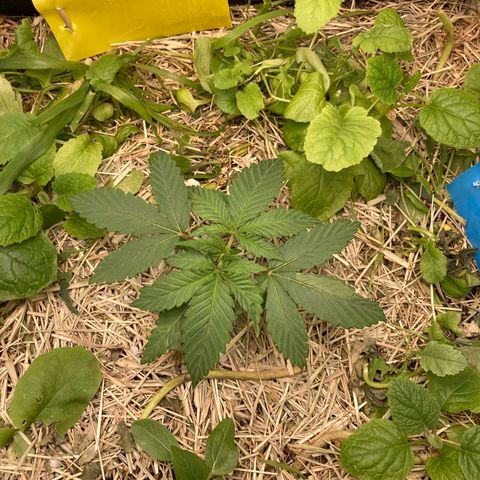 Kosher Cookies growlog photo: Verifiquei que em uma das armadilhas estava um mosquitinho preso e vi mais uns 2 ou 3 no canto da parede da cama andando sobre a forragem e parede, mas a cola não estava segurando.
Como prevenção comprei novas armadilhas amarelas e azuis.
Fiz o reposicionamento das armadilhas para próximo do solo e também pendurei próximo ao LED.