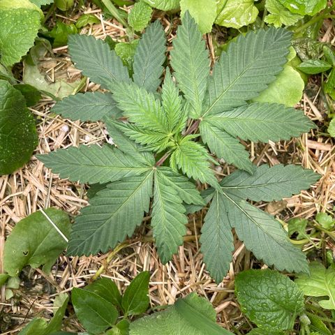 Kosher Cookies growlog timeline photo