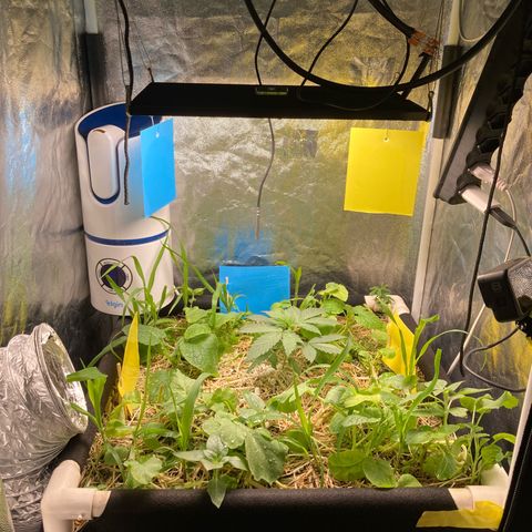 Kosher Cookies growlog timeline photo