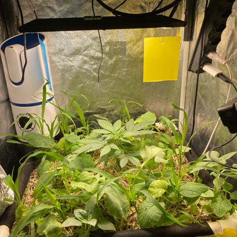 Kosher Cookies growlog photo: Poda topping