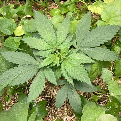 Kosher Cookies growlog photo: Poda topping
