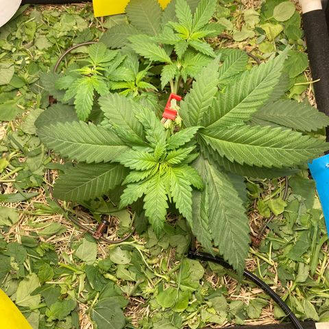 Kosher Cookies growlog timeline photo