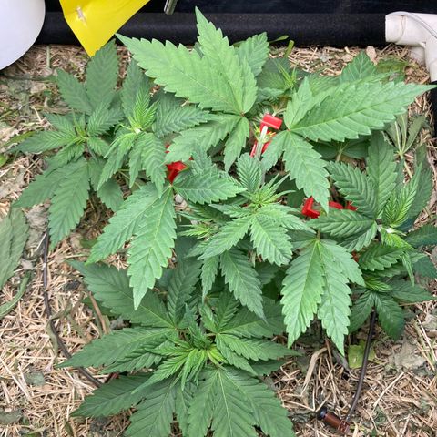 Kosher Cookies growlog timeline photo