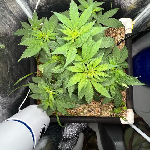 Kosher Cookies growlog photo: Foto tirada após a rega