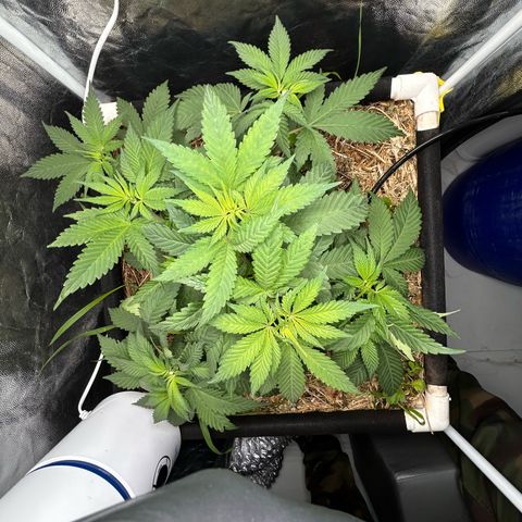 Kosher Cookies growlog photo: Foto tirada após a rega