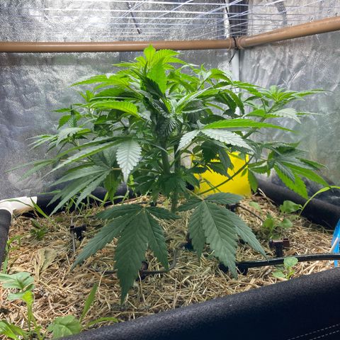 Kosher Cookies growlog timeline photo