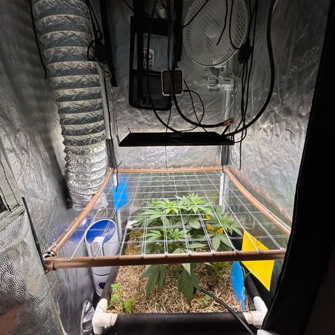 Kosher Cookies growlog timeline photo