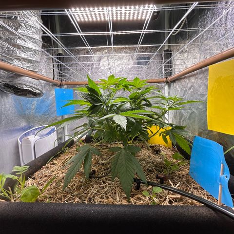 Kosher Cookies growlog timeline photo