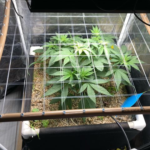 Kosher Cookies growlog timeline photo
