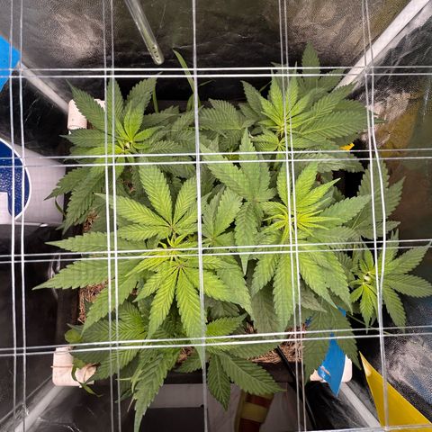 Kosher Cookies growlog timeline photo