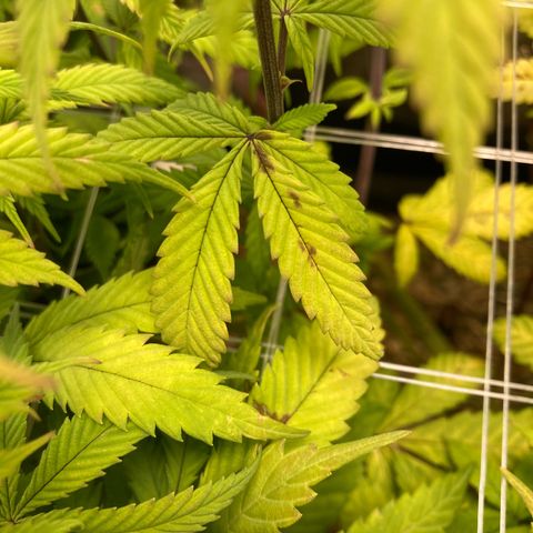 Kosher Cookies growlog timeline photo