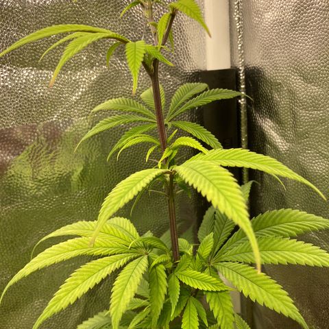 Kosher Cookies growlog timeline photo