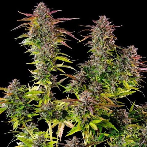 Foto 1 del growlog de Cookies Gelato 1