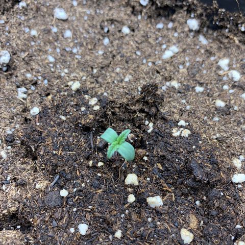 Foto 2 del growlog de Cookies Gelato 1