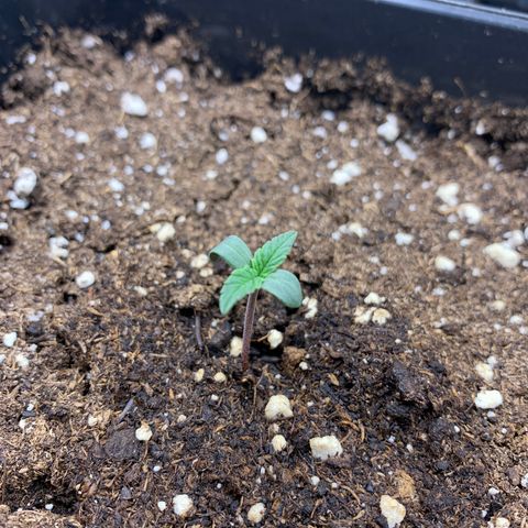 Foto 3 del growlog de Cookies Gelato 1