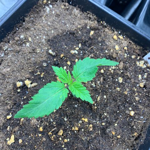 Cookies Gelato - 3 - plagron growlog timeline photo