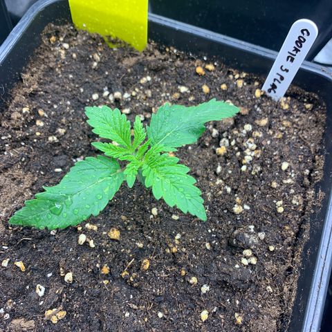 Cookies Gelato - 3 - plagron growlog timeline photo