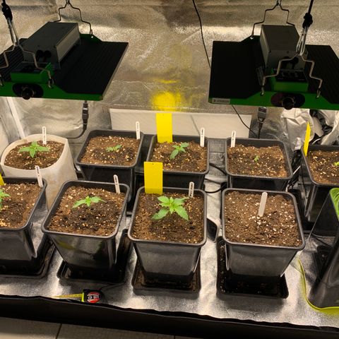 Cookies Gelato 1 growlog timeline photo