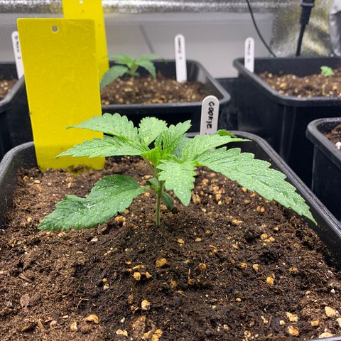Cookies Gelato - 3 - plagron growlog timeline photo
