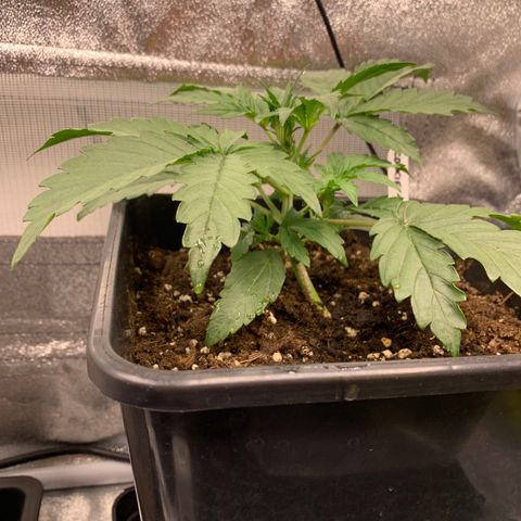 Cookies Gelato 1 growlog timeline photo