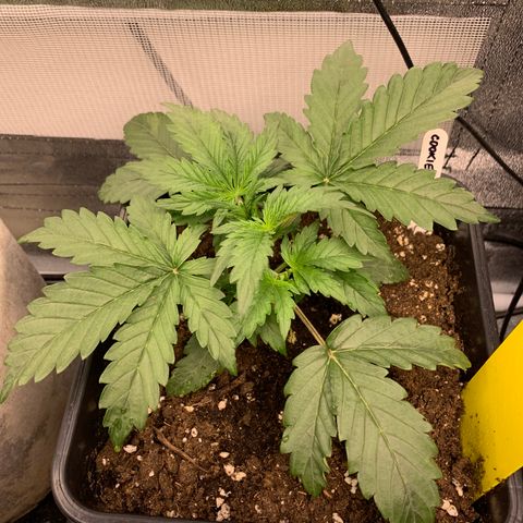 Cookies Gelato 1 growlog timeline photo