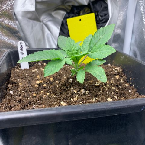 Cookies Gelato - 4 growlog timeline photo