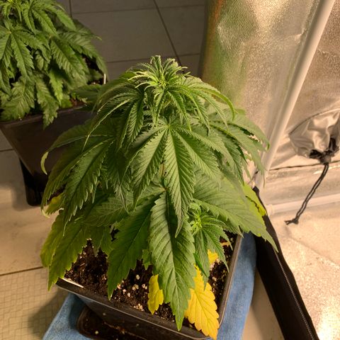 Cookies Gelato - 3 - plagron growlog timeline photo