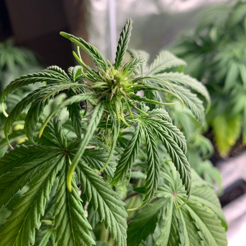 Cookies Gelato 1 growlog timeline photo