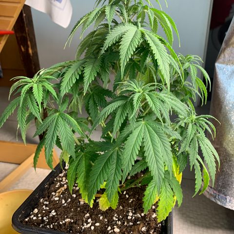 Cookies Gelato - 3 - plagron growlog timeline photo