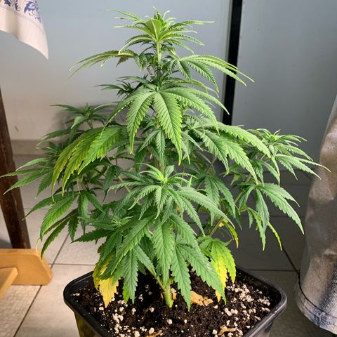 Cookies Gelato - 3 - plagron growlog timeline photo