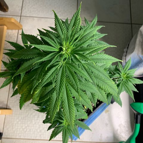 Cookies Gelato - 3 - plagron growlog timeline photo