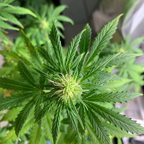 Cookies Gelato 1 growlog timeline photo