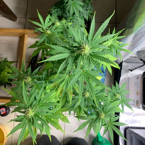 Cookies Gelato 1 growlog timeline photo
