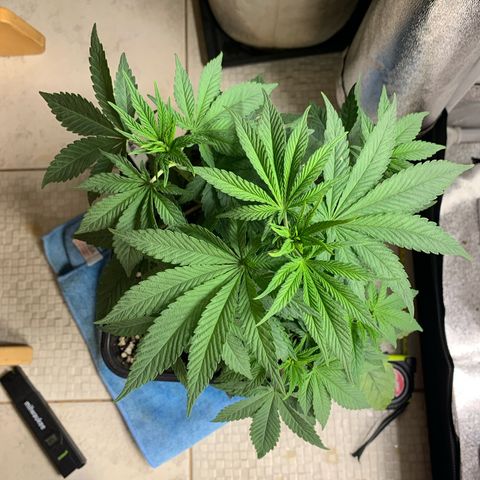 Cookies Gelato - 4 growlog timeline photo