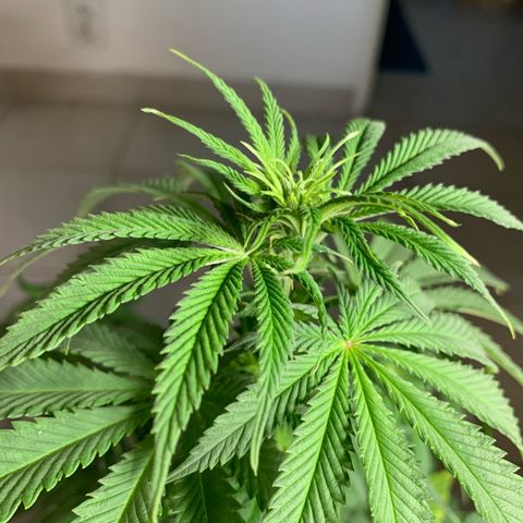 Cookies Gelato - 3 - plagron growlog timeline photo