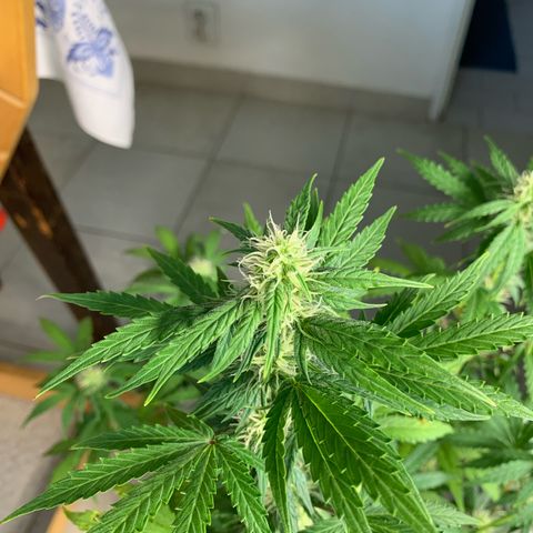 Cookies Gelato 1 growlog timeline photo