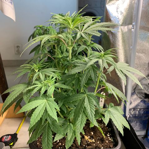 Cookies Gelato - 4 growlog timeline photo