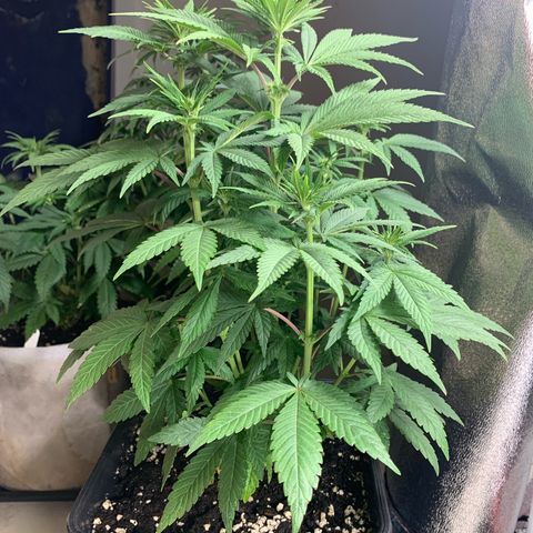 Cookies Gelato - 4 growlog timeline photo