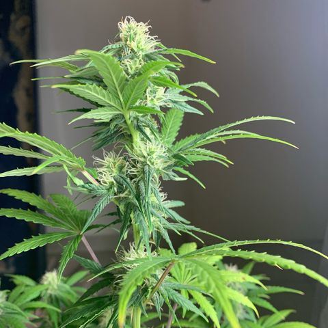 Cookies Gelato 1 growlog timeline photo
