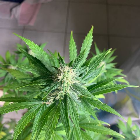 Cookies Gelato 1 growlog timeline photo