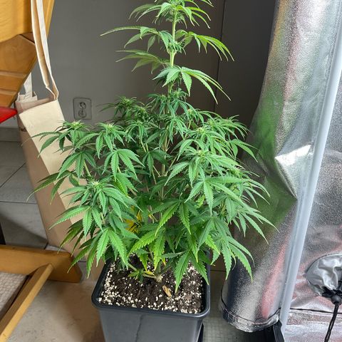 Cookies Gelato - 3 - plagron growlog timeline photo