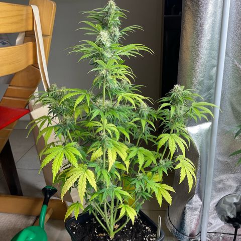 Cookies Gelato 1 growlog timeline photo