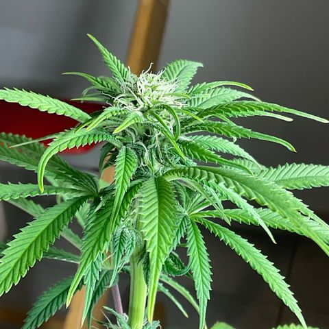 Cookies Gelato - 3 - plagron growlog timeline photo