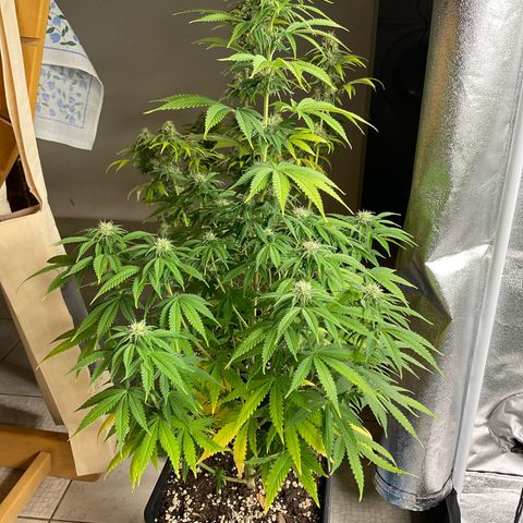 Cookies Gelato - 3 - plagron growlog timeline photo