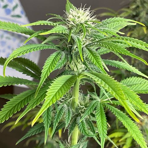 Cookies Gelato - 3 - plagron growlog timeline photo
