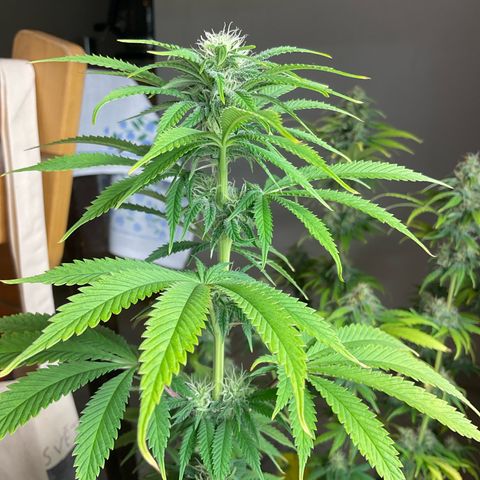 Cookies Gelato - 3 - plagron growlog timeline photo